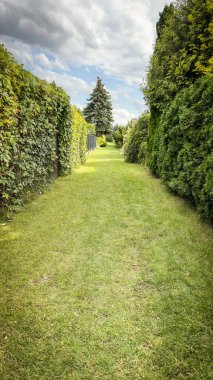 Polonya bahçelerinde çiçek açan yeşil çitlerin geometrik deseni