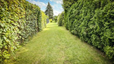 Polonya bahçelerinde çiçek açan yeşil çitlerin geometrik deseni