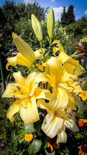 Yellow lily on garden bed