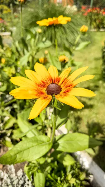 stock image Brightly coloured wild flower garden, very variety