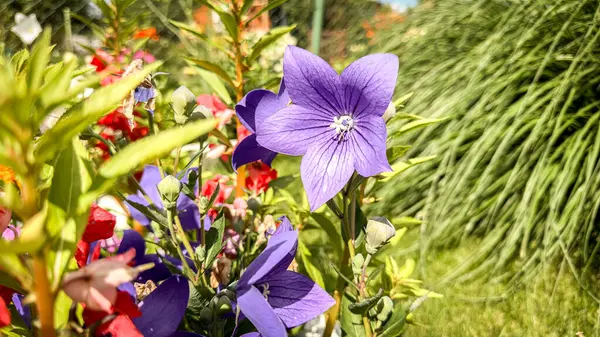 stock image Brightly coloured wild flower garden, very variety