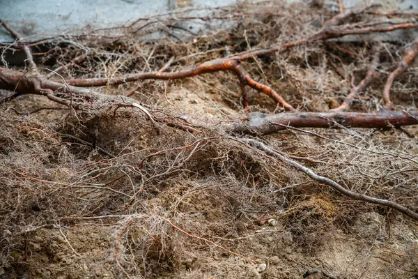 stock image Growing roots of a tree destroying a pavement walkway close up