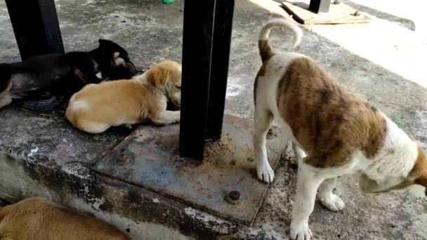一只漂亮的小狗在玩耍 快乐的小狗黑布朗可爱的玩耍 可爱的狗看起来有趣的户外 白色的小狗小动物 — 图库视频影像