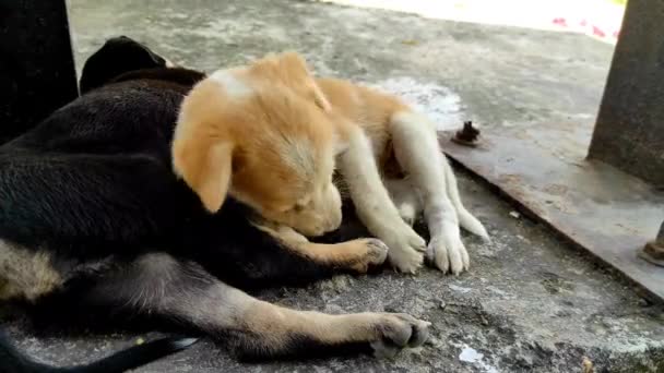 Piękny Krótki Pies Szczeniaki Bawiące Się Happy Puppy Black Braun — Wideo stockowe