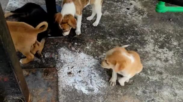 Beautiful Short Dog Puppies Playing Happy Puppy Black Braun Cute — Stock Video