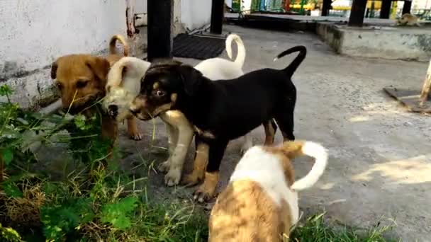 Egy Gyönyörű Kis Kutyakölykök Játszik Happy Puppy Black Braun Aranyos — Stock videók