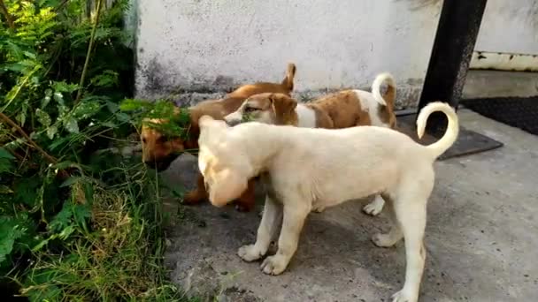 Uma Bela Curta Cachorros Brincando Feliz Filhote Cachorro Preto Braun — Vídeo de Stock
