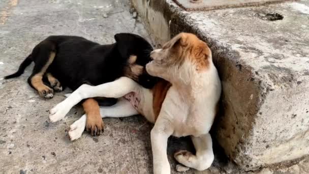 Hermoso Corto Cachorros Perro Jugando Feliz Cachorro Negro Braun Lindo — Vídeos de Stock