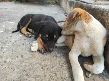 Köpek Yavruları 'nın oynadığı güzel bir kısa film. Mutlu Köpek Yavrusu Kara Braun Şirin Oyuncak, Sevimli Köpek Eğlenceli Açık Hava, Beyaz Köpek Yavrusu Küçük Hayvan