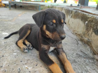 Köpek Yavruları 'nın oynadığı güzel bir kısa film. Mutlu Köpek Yavrusu Kara Braun Şirin Oyuncak, Sevimli Köpek Eğlenceli Açık Hava, Beyaz Köpek Yavrusu Küçük Hayvan