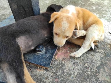 Uyuyan köpek yavrularının güzel kısası. Mutlu Köpek Yavrusu Kara Braun Şirin Oyuncak, Sevimli Köpek Eğlenceli Açık Hava, Beyaz Köpek Yavrusu Küçük Hayvan