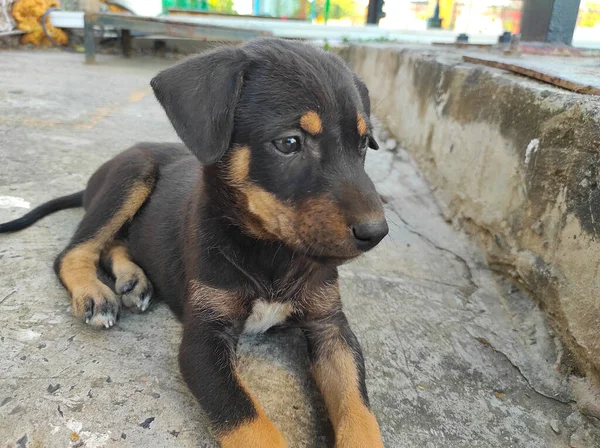 놀이하는 아름다운 강아지 Happy Puppy Black Braun Cute Playful Lovely — 스톡 사진