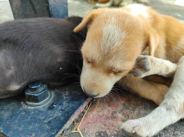 stock image A Beautiful Short Of Dog Puppies Sleeping. Happy Puppy Black Braun Cute Playful, Lovely Dog Looking Fun Outdoors, White Puppy Animal Little