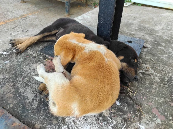 Beautiful Short Dog Puppies Sleeping Felice Cucciolo Nero Braun Carino — Foto Stock