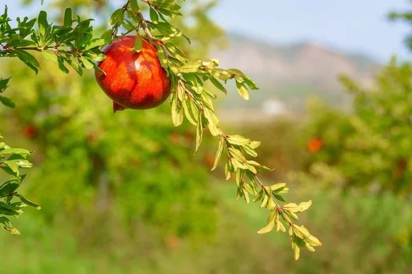 Beautiful Red Fresh Pomegranate Hanging Branch Green Background — Stock Photo, Image