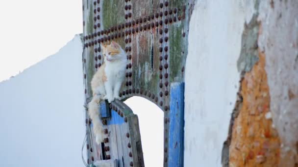 在摩洛哥首都拉巴特的一个木门顶上 一只猫走在街头 — 图库视频影像