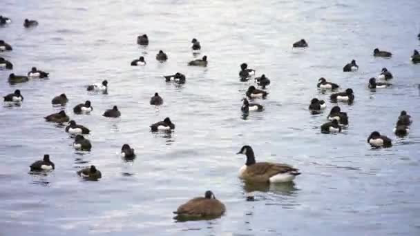 Group Ducks Floats Water Lake Cold Day — Stock video