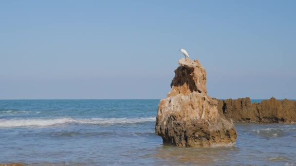 Witte Vogel Een Rots Zee — Stockvideo
