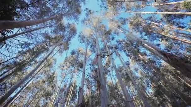 桉树林 摄像机直接在细长的树下移动 — 图库视频影像