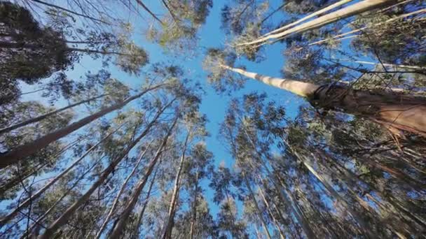 Наклон Раскрывает Путь Среди Высоких Тонких Эвкалиптовых Деревьев — стоковое видео