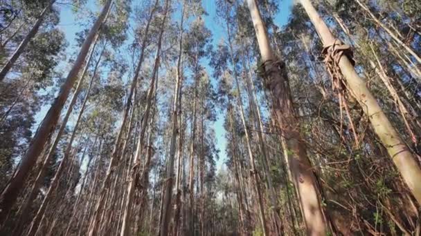 Tät Skog Med Höga Och Tunna Eukalyptusträd Luta Upp — Stockvideo