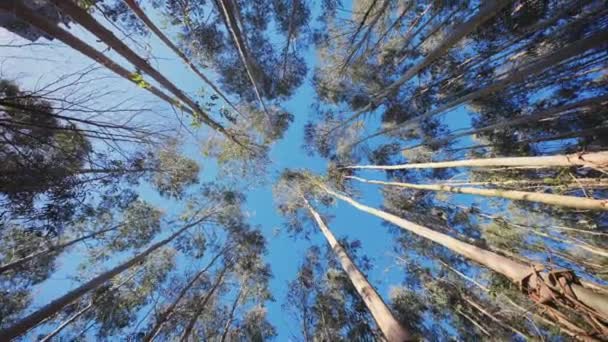 Kameran Roterar 360 Grader Direkt Eukalyptusskogen — Stockvideo