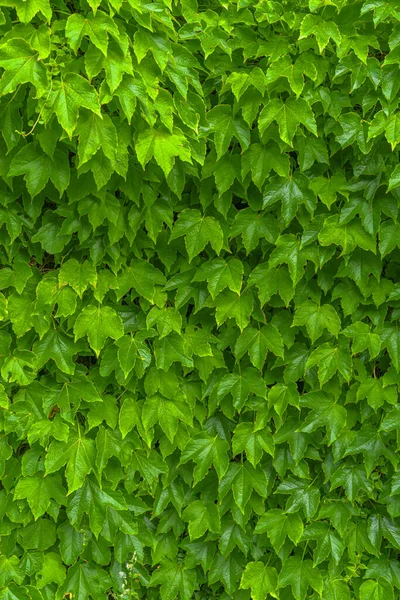 Vertical Green Leaves Background — стоковое фото