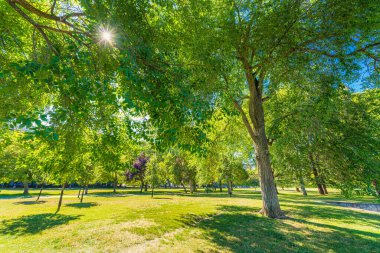 Şehirde bir halk parkı. Canlı Yeşil Ağaçlar. Boş zamanların simgesi