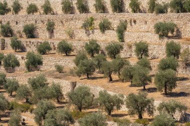 Kudüs 'teki Kieron Vadisi' nde zeytin ağacı bahçesi.