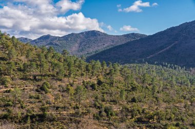 Sierra Madrona, Ciudad Real, İspanya 'da çam ağaçları olan bir dağ sırasının güzel manzarası