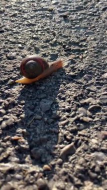 Yalnız bir salyangoz sıcak güneş ışığı altında yavaşça hareket eder. Doğada bir sabır, sadelik ve sessiz gözlem hissi uyandırır.