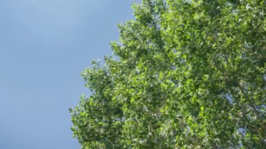 Yeşil yaprakların yakın çekimi, açık mavi bir gökyüzünün altında hafif bir esinti ile hareket ediyor, yavaş çekim hareketi ve doğal gün ışığı ile 4K 'da çekiliyor.