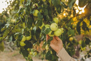 Çiftçi ağaçtan kırmızı elma topluyor. Sonbahar mevsiminde daldan meyve toplayan bir kadın..
