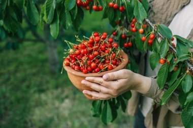 Yakından taze kirazlar topluyorum. Bir kadının eli ağaçtan kiraz meyvesi topluyor. Sağlıklı beslenme kavramı. Sağlıklı yaşam tarzı kavramı.