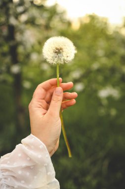 Karahindiba tarlada, estetik fotoğraf.