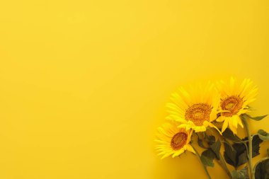 Parlak sarı arka plan üzerinde sap üzerinde yaprakları ile güzel taze ayçiçeği. Düz döşeme, üst görünüm, kopyalama alanı. Sonbahar veya yaz Kavramı, hasat zamanı, tarım. Ayçiçeği doğal arka plan.