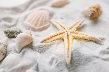 Güzel deniz kabukları ve deniz yıldızları beyaz kumsalda fotokopi alanı manzaralı. Yaz tatili seyahat kavramı.