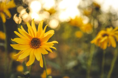 Günbatımında güzel sonbahar çiçekleri.