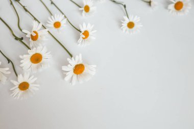 Düz kompozisyon ve beyaz arka planda taze papatya çayı. Metin için boşluk.