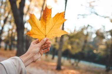 Elinde altın bir akçaağaç yaprağı tutan bir kadın. Arka planda kahverengi yapraklarla kaplı bir park var..