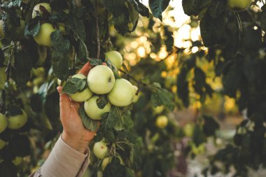 Çiftçi ağaçtan kırmızı elma topluyor. Sonbahar mevsiminde daldan meyve toplayan bir kadın..
