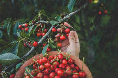 Yakından taze kirazlar topluyorum. Bir kadının eli ağaçtan kiraz meyvesi topluyor. Sağlıklı beslenme kavramı. Sağlıklı yaşam tarzı kavramı.