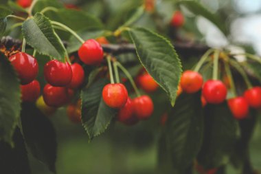 Bahçedeki ağaçta olgun kirazlar.