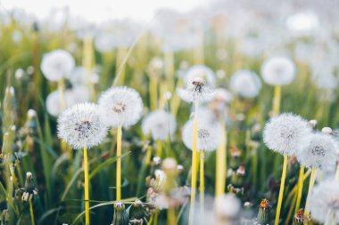 Karahindiba günbatımı - dilek özgürlüğe alanında.