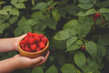 Bahçeden ahududu topluyorum. Dışarıdaki çalılıklardan olgun ahududu toplayan bir kadın, yakın plan. Köyün yaz bahçesi.