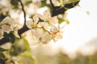Bahçede çiçek açan elma ağaçları, güzel bir fotoğraf, duvar kağıdı..