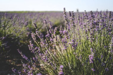 Yaz günbatımı manzarasının üzerindeki lavanta tarlasının güzel görüntüsü.