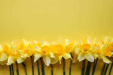 Renkli arka planda nergis buketi, metin için alan ile üst görünüm. Taze bahar çiçekleri.