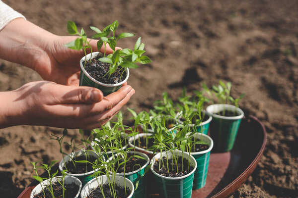 A woman holds pepper seedlings in her hands against the backdrop of a vegetable garden..