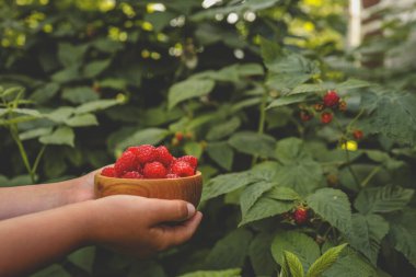 Bahçeden ahududu topluyorum. Dışarıdaki çalılıklardan olgun ahududu toplayan bir kadın, yakın plan. Köyün yaz bahçesi.